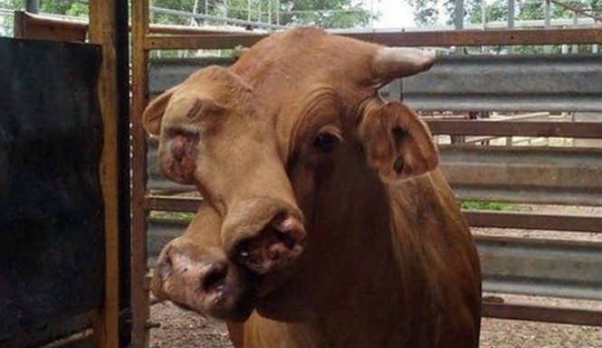 wonderful-cow-two-head-auctioned-australia
