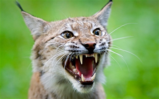 re-wilding-projects-bring-wild-lynx-back-to-britain-after-1300-years