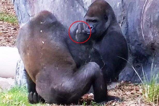 fussy-gorilla-points-out-its-middle-finger-to-a-fellow-ape-after-losing-its-cool-over-rubber-toys