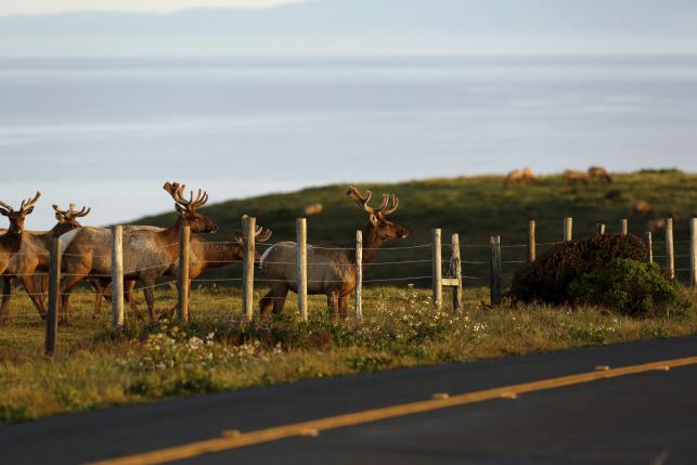 california-drought-causes-cattle-and-elk-to-compete-for-grassland
