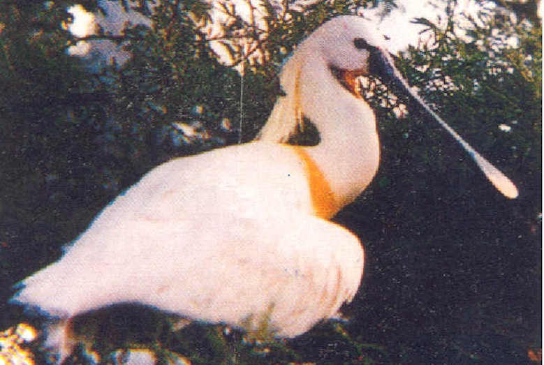 chitrangudi-bird-sanctuary-in-rameswaram