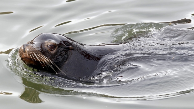 hungry-sea-lion-pulls-man-holding-fish-boat-california