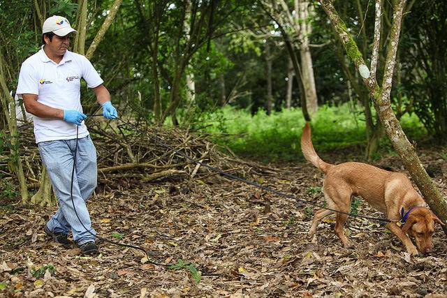 Labrador retriever dogs to sniff out African 