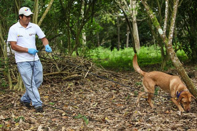 labrador-retriever-dogs-to-sniff-out-african-snails-in-galapagos-islands