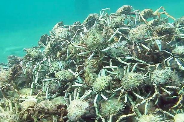 more-than-1000-spider-crabs-shuffle-on-seabed-forming-a-pre-migration-pyramid