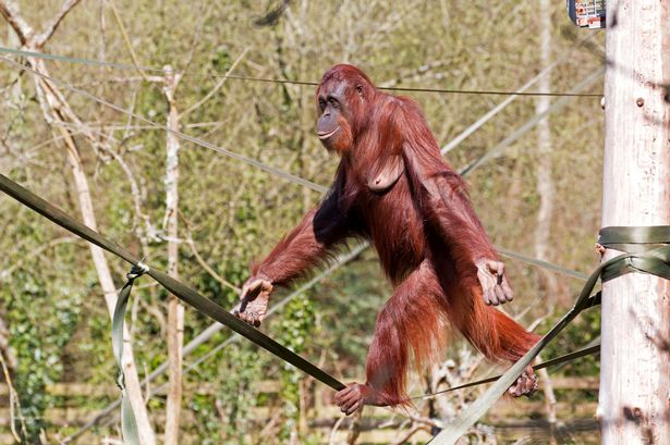 Orangutan walks along tightrope at a terrifyi