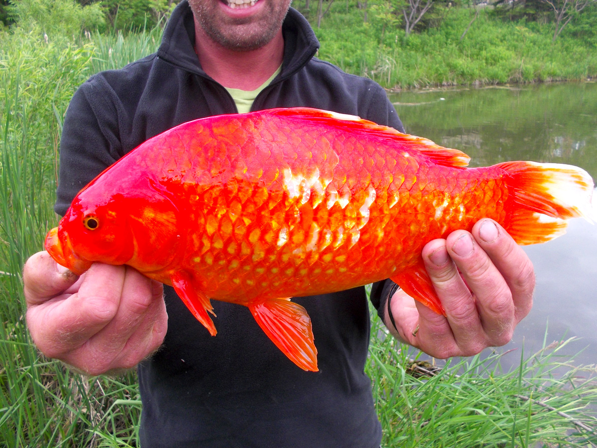 pet-fishes-released-into-rivers-are-harmful-to-natural-ecosystem