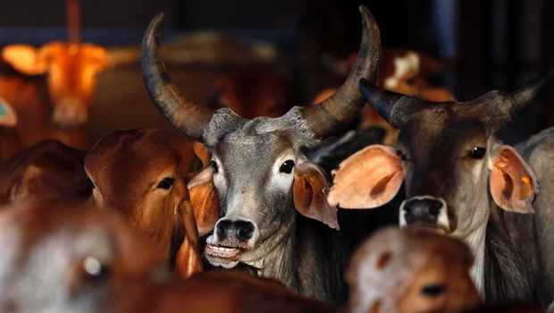 Police enforce beef ban with cow exposure