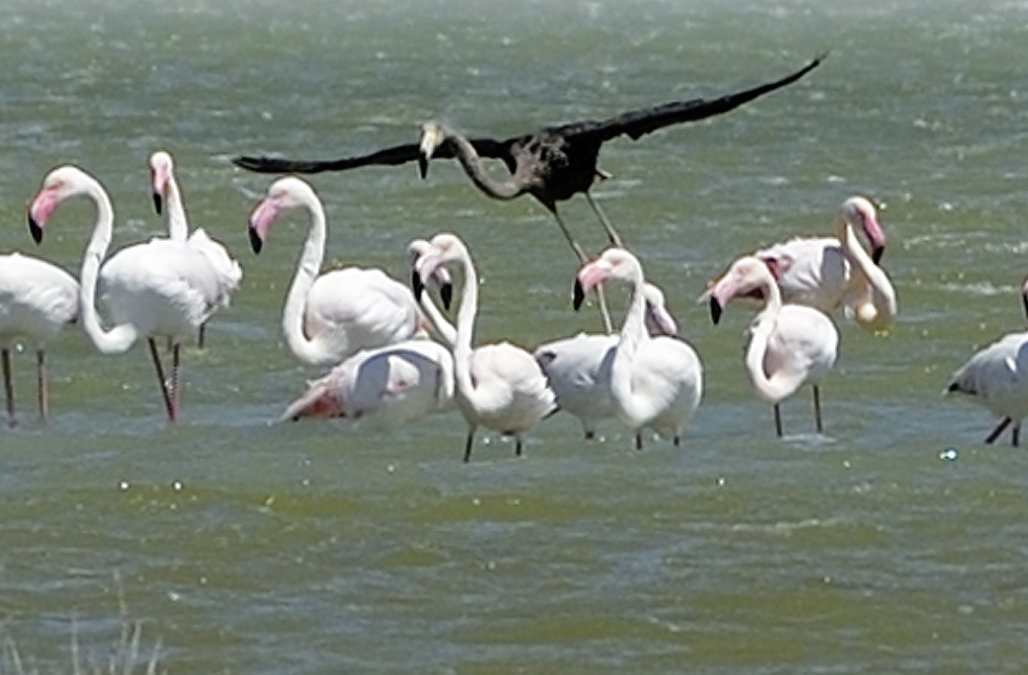 ultra-rare-black-flamingo-spotted-in-cyprus