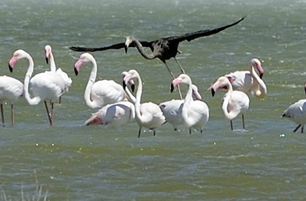 Ultra-rare black flamingo spotted in Cyprus