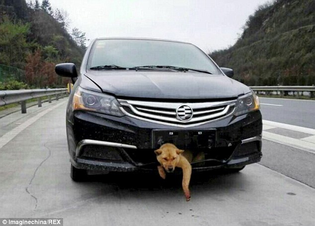 car-hit-puppy-survives-miraculously