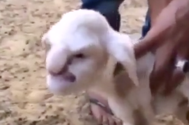 lamb-with-angry-old-man-face-gets-offer-from-circus