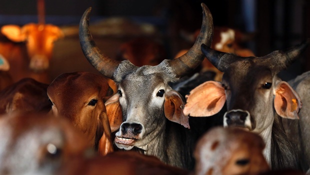 police-enforce-beef-ban-with-cow-exposure