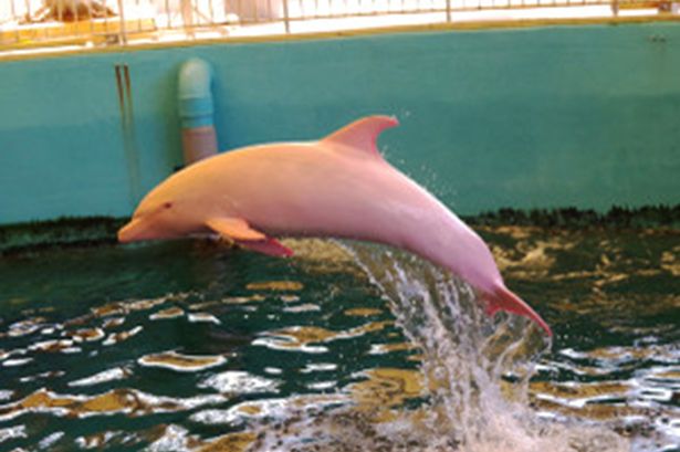 rare-dolphin-turns-pink-when-it-is-angry