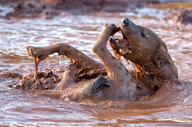 a-muddy-pool-turns-a-snarling-aggressive-hyena-to-a-cute-playful-pup