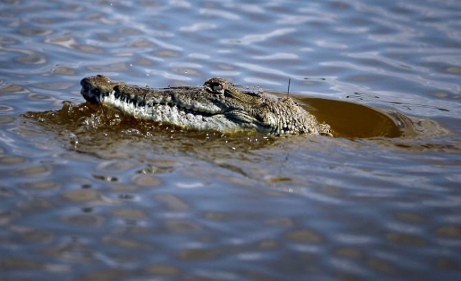 a-seven-year-old-boy-is-eaten-alive-by-a-crocodile-in-mexico