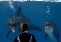 Dolphin-hunting Japanese town to start Dolphi