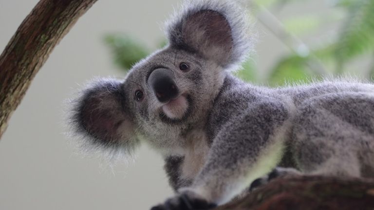 four-koalas-loan-singapore-zoo-australia