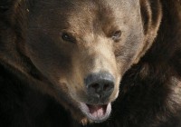 In Russia a bear attacks women