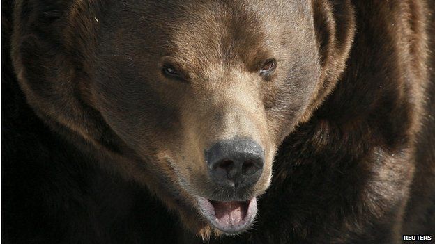 In Russia a bear attacks women