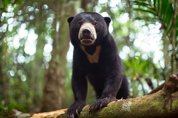 oldest-known-malayan-bear-in-arizona-zoo-is-put-to-death