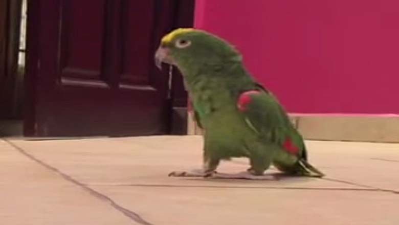 pet-parrot-has-an-evil-laugh-like-a-super-villain
