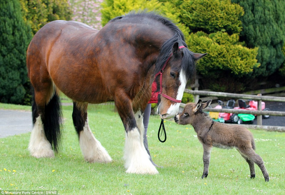 a-giant-shire-horse-makes-friendship-with-a-tiny-donkey