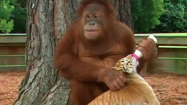 an-orangutan-feeds-baby-tigers-at-zoo