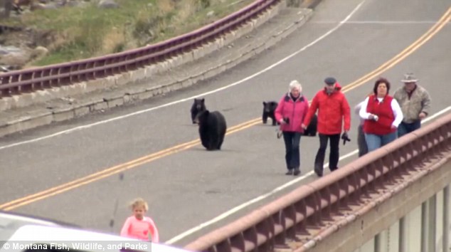 bears-run-after-tourists-at-yellowstone-national-park