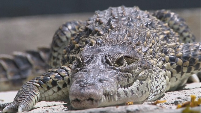 crocodiles-born-sweden-released-cuban-home