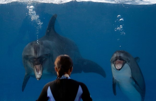 dolphin-hunting-japanese-town-to-start-dolphin-breeding-farms-on-the-side