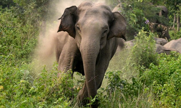 elephant-attacks-indian-villagers-when-they-threw-firecrackers-at-it