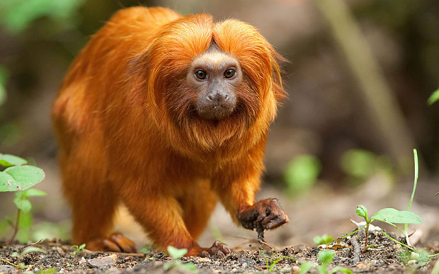 seventeen-endangered-monkeys-stolen-french-zoo
