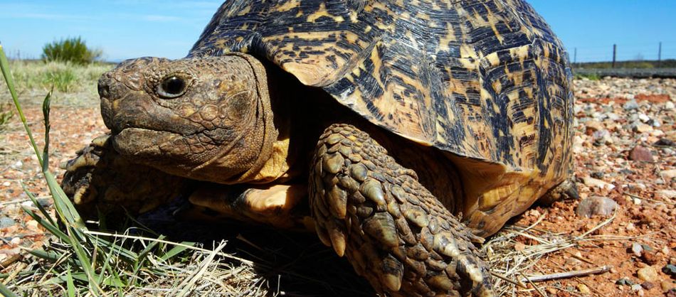 two-pet-tortoises-ablaze-owners-house