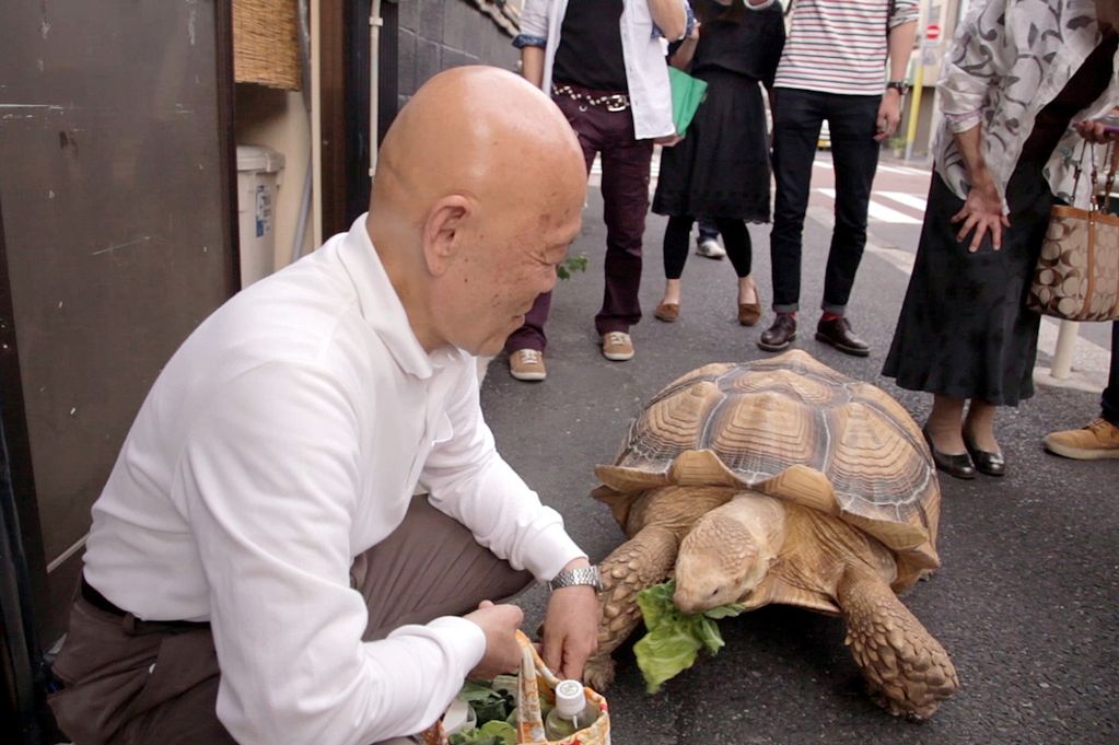 a-tokyo-man-and-his-pet-giant-tortoise-become-internet-sensation
