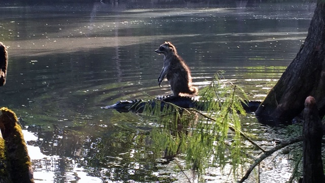 a-raccoon-rides-on-an-alligator