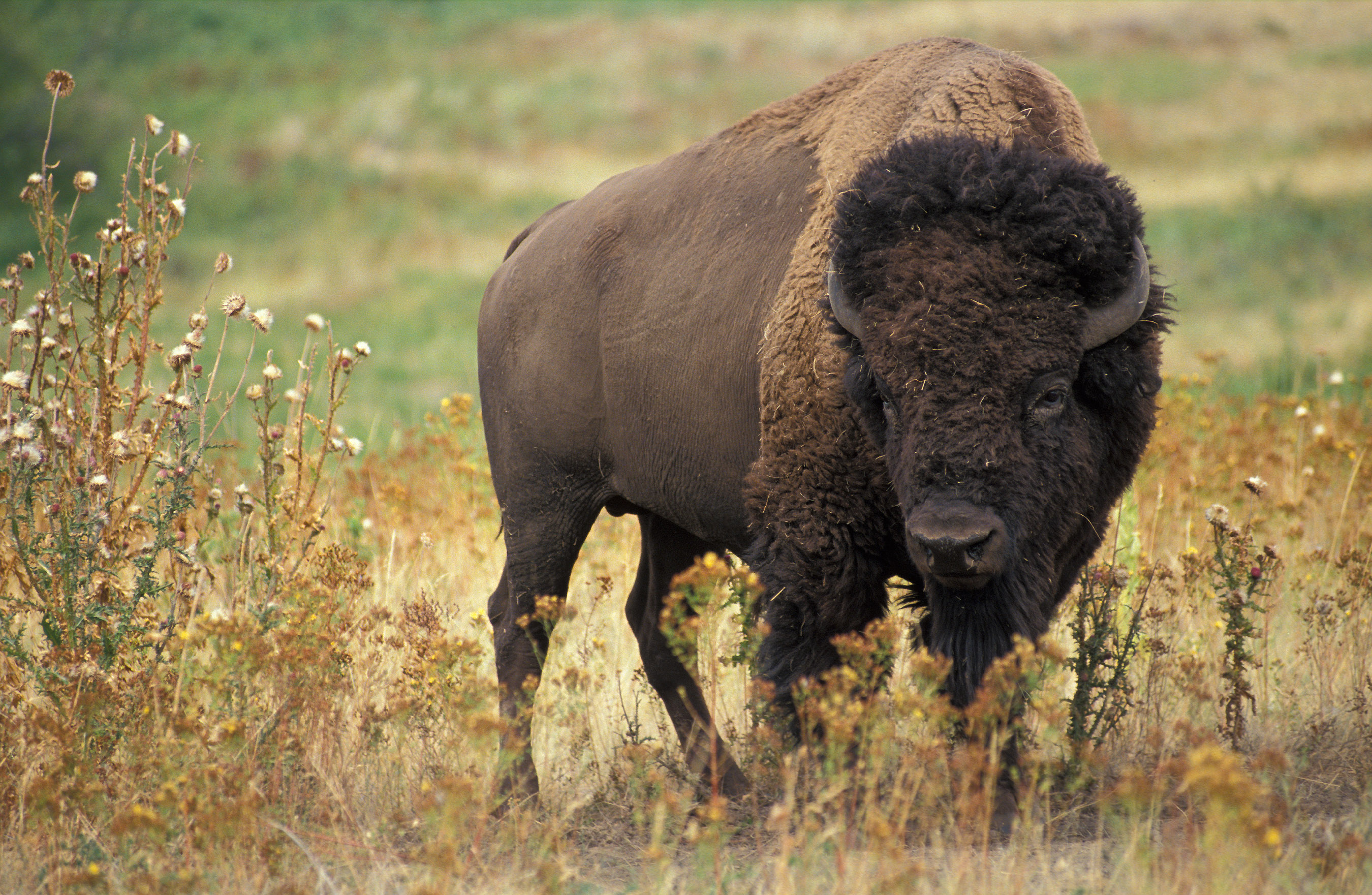 american-ranchers-are-threatened-by-bison-preserve