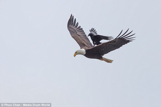 cheeky-crow-enjoys-free-ride-eagle-mid-flight