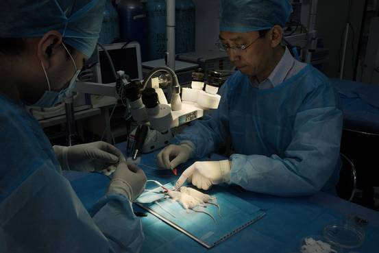 chinese-surgeon-performs-head-transplant-in-animals
