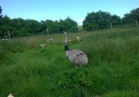 Hunt launched for an escaped 5ft tall Rhea bi