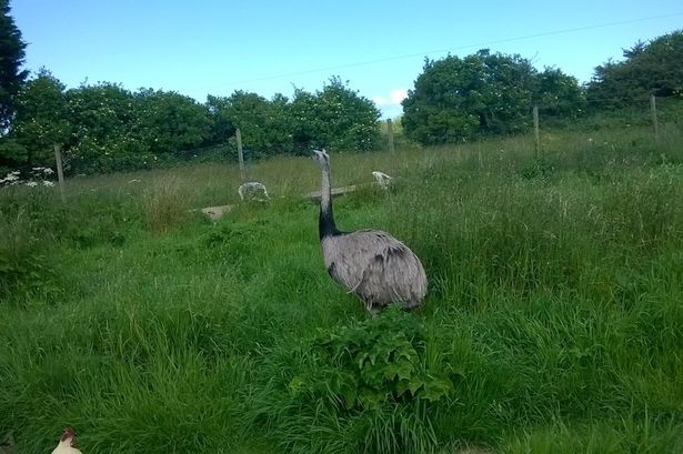 hunt-launched-for-an-escaped-5ft-tall-rhea-bird