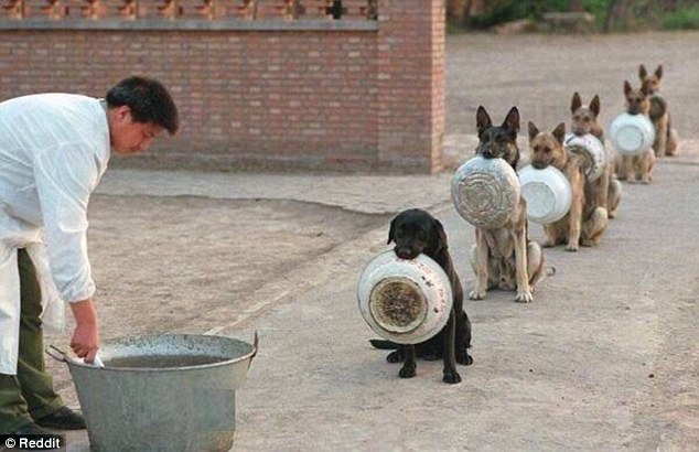 police-dogs-patiently-form-orderly-queue-to-collect-their-food