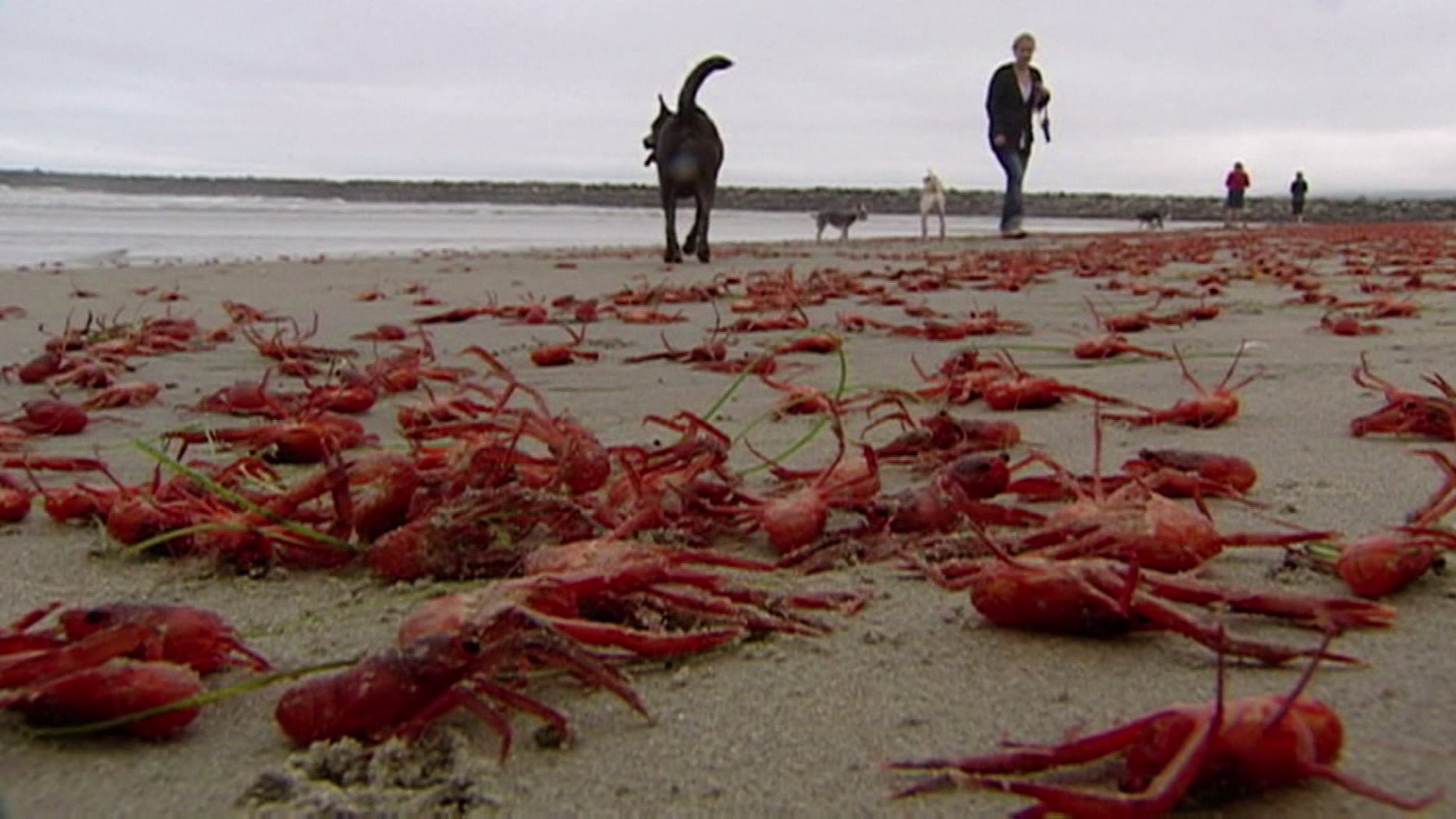 tiny-red-tuna-crabs-found-near-california