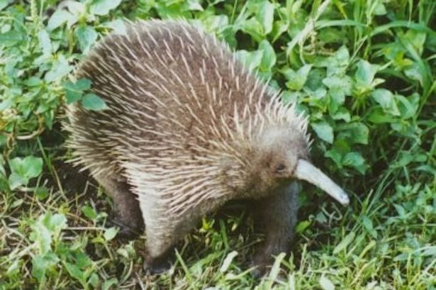 worlds-weirdest-creature-has-a-four-headed-penis-and-spikes-on-its-tongue