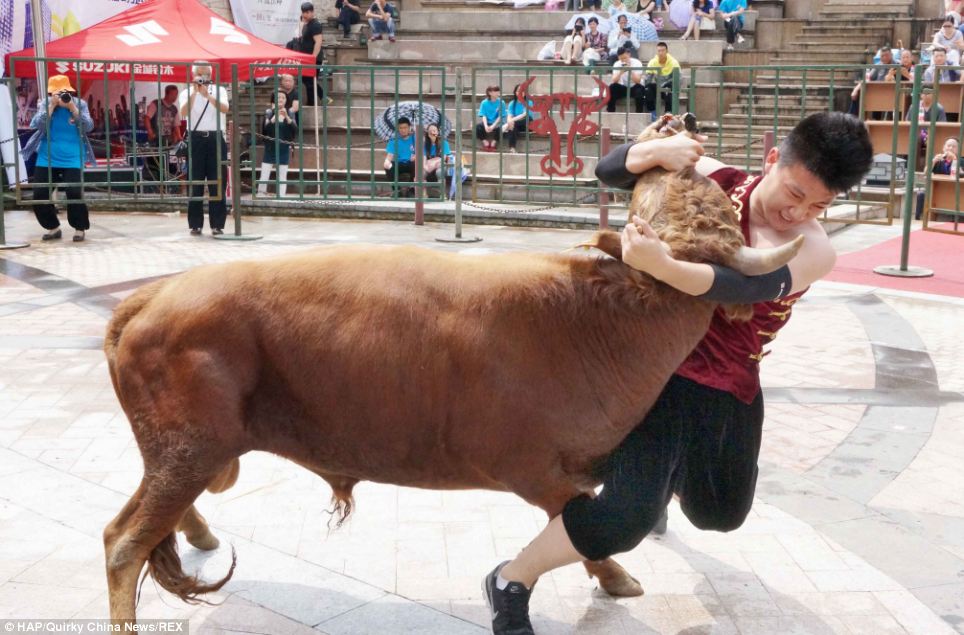 wrestlers-fight-with-bulls-in-china