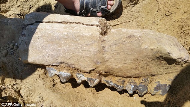 7-million-years-old-elephant-fossil-found-in-east-romanian-village