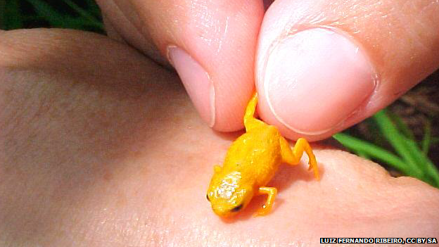seven-tiny-frog-species-found-on-seven-mountains