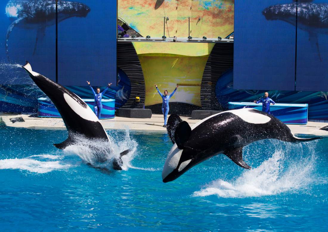animal-rights-group-accuses-sea-world-in-california-against-its-treatment-on-animals