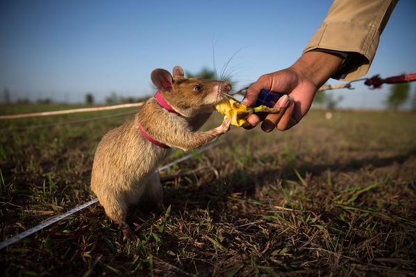 cambodian-military-use-life-saving-rats-to-trace-out-deadly-land-mines