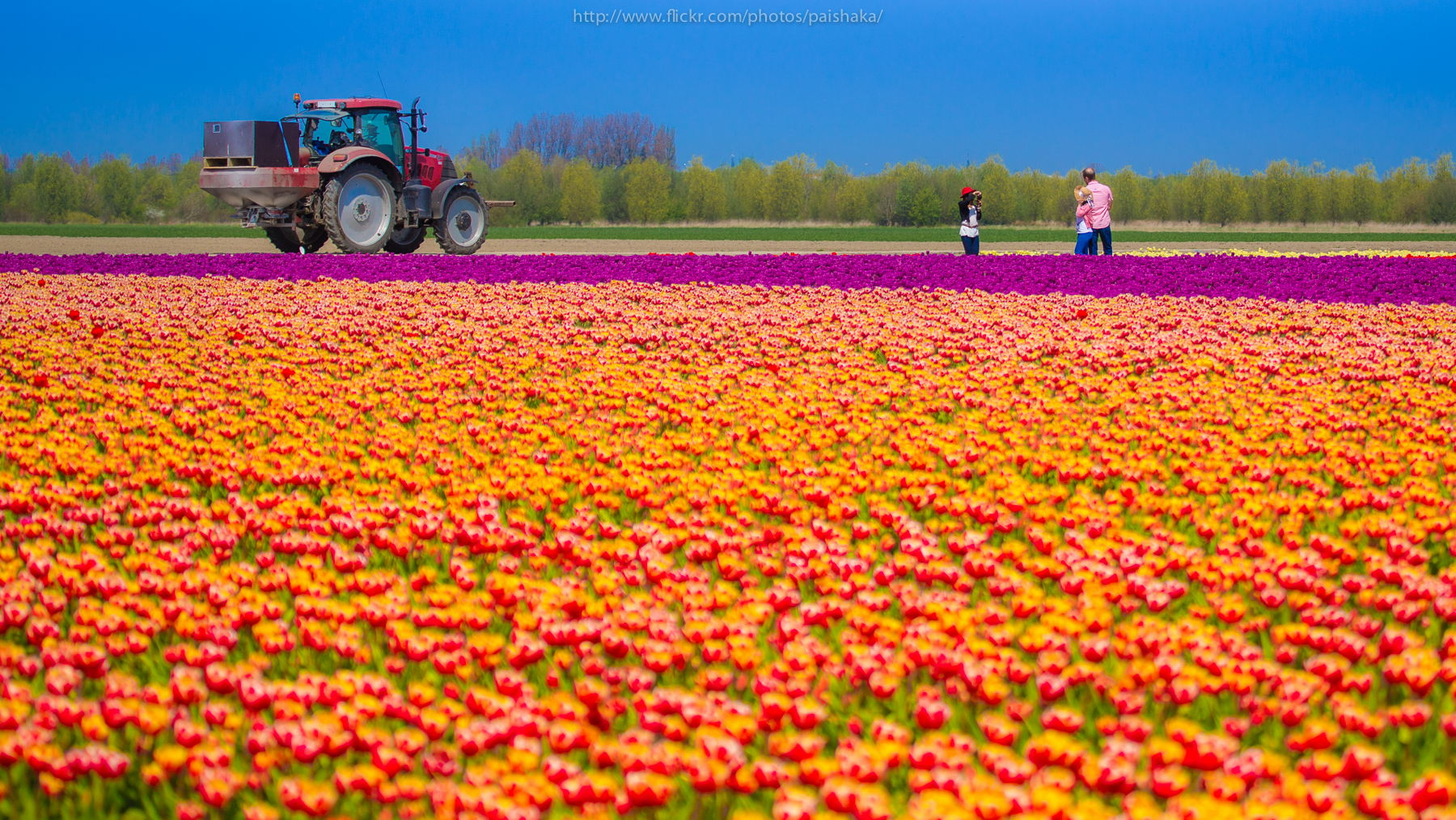 dutch-tulip-farmers-face-competition-from-the-west